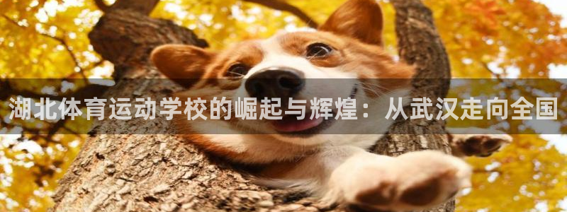 3377体育官方正版app娱乐首页网站大全：湖北体育