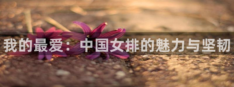 3377体育官网下载：我的最爱：中国女排的魅力与坚韧