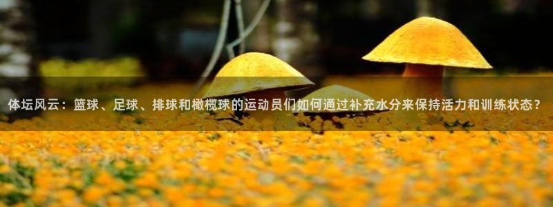 3377体育是什么：体坛风云：篮球、